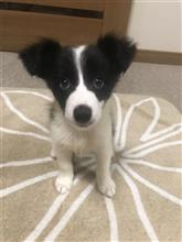 ウメさん満1歳！