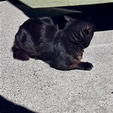 大黒さんの性別判明