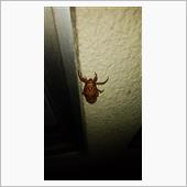 実家の壁にセミの抜け殻前が登 ...