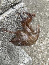 季節の風物詩