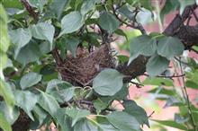 鳥の巣発見