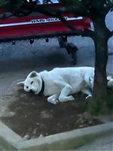 草刈りでーす