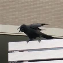 今朝もお散歩：カラスに襲われる