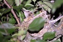 鳥がいた！