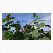 夏っぽい画像をお送りします