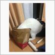 今日のまゆげ😸なんかいい匂いがするニャ〰😽