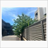 植物はつよい