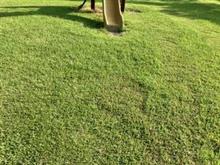 公園の草刈り