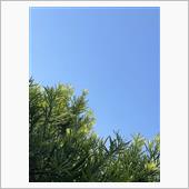 今日も晴れ☀️