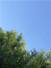 今日も晴れ☀️