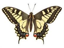 アゲハ蝶が孵った