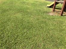 公園草刈りの日