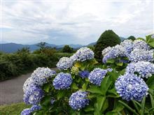 夏の定点観察！？