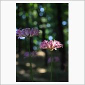 夏の花