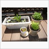 アロマティカスさんや多肉植物 ...