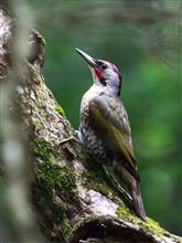 暗い森の中で初めてまともな野鳥写真が撮れました😄