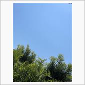今日も、真夏日｡ﾟ(ﾟ&#180;ω` ...