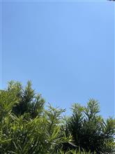 今日も、真夏日｡ﾟ(ﾟ&#180;ω`ﾟ)ﾟ｡