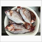 真夏の九十九里沖で食材確保・ ...