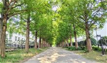 平塚総合公園、木のトンネル