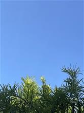 今日も