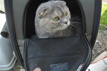 〔ﾏﾘｯｸ〕通院(ねこ44回目)ネコニキビさらにその後