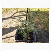 ミニトマト植え替え（３回目）