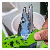 ミナミ釣船でタチウオ、アジ狙い