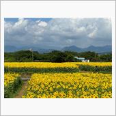 ひまわり🌻祭り