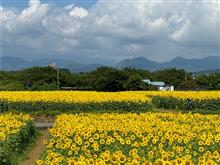 ひまわり🌻祭り