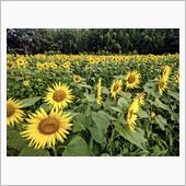 「所沢ひまわり畑」夏の風物詩 ...