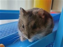新しい家族を迎えました🐭 