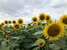 津南ひまわり広場🌻