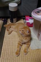 コンデジのバッテリーが、ダメっぽい・・・。