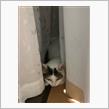 今日のまゆげ😺カミナリが怖いニャ〰😿