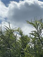 やっぱり｡ﾟ(ﾟ&#180;ω`ﾟ)ﾟ｡暑い😡💦