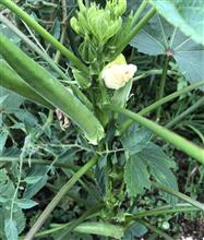 夏野菜