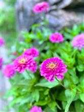 仕事の途中で見かけた百日草の花です