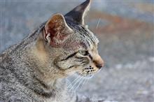 八丈島は猫島だった！！
