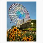 観覧車と向日葵🎡🌻