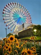 観覧車と向日葵🎡🌻