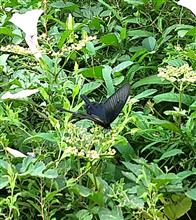 黒いアゲハチョウ？が！