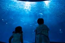 α7RⅤで水族館リベンジ☆