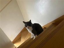 違いがわからないオトコ