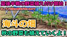 夏後半戦！野菜入れ替え時期となりました？秋の野菜とともに４種類の野菜の苗を植え付けてみたよ！