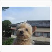 トリミング晴れワンコ🐕