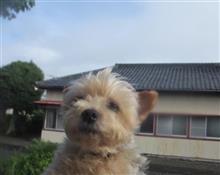 トリミング晴れワンコ🐕