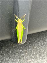 どちら様で？