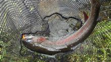 8月最後の釣りと、9月最初の釣り。