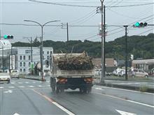 トラックの荷台が竹林なの(笑